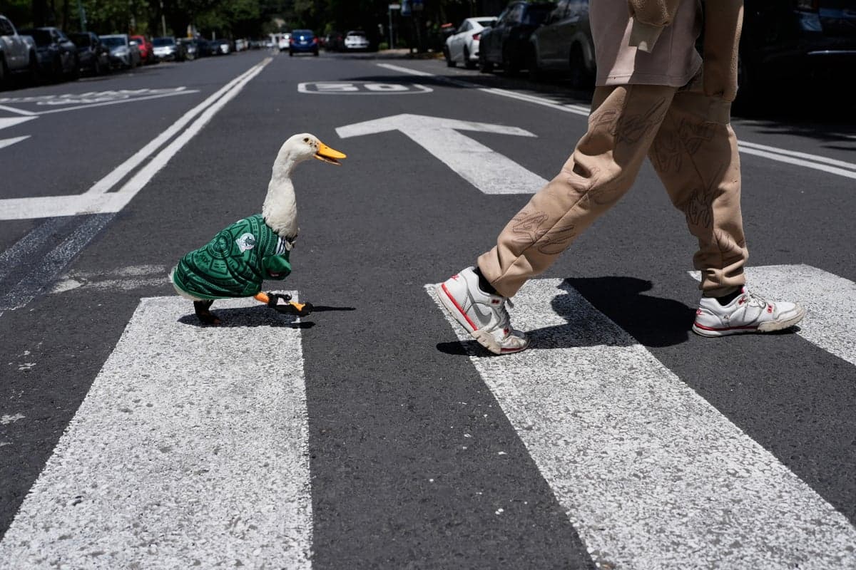 How Merlin the duck became Mexico’s viral World Cup ‘mascot’